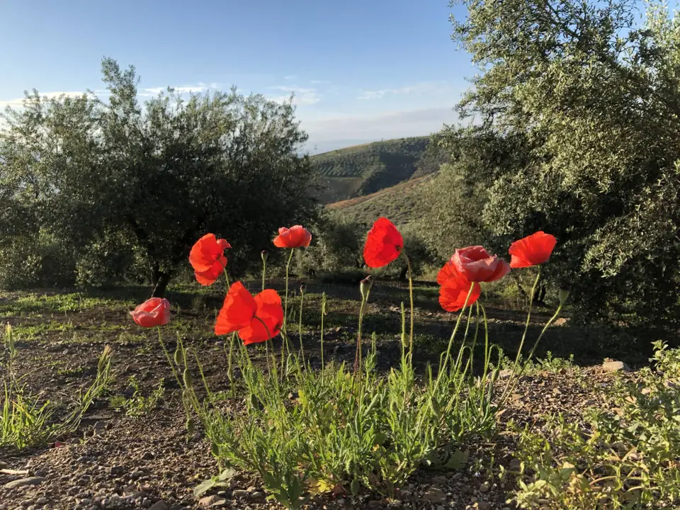 Amapolas entre olivos con vistas al valle