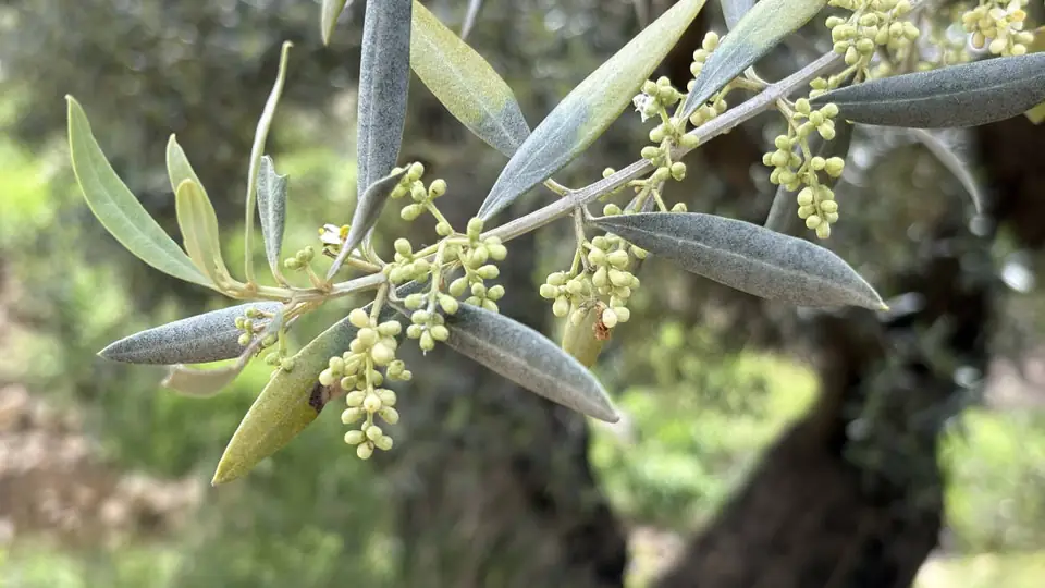Ramillete de flor de olivo en primavera