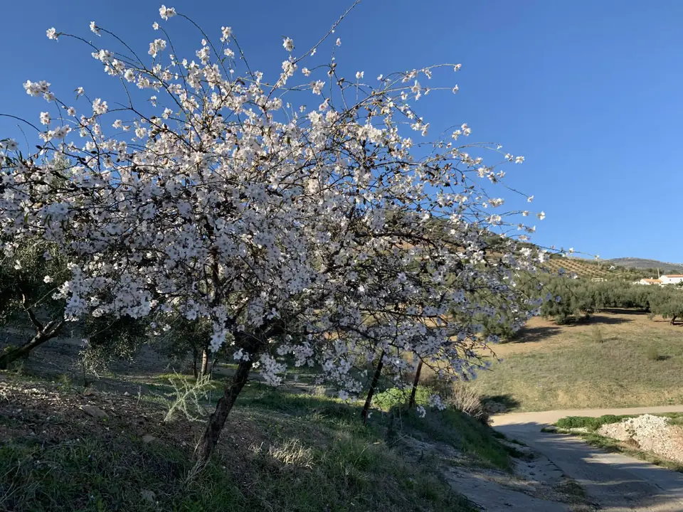 Almendro en flor en un campo de Mondrón