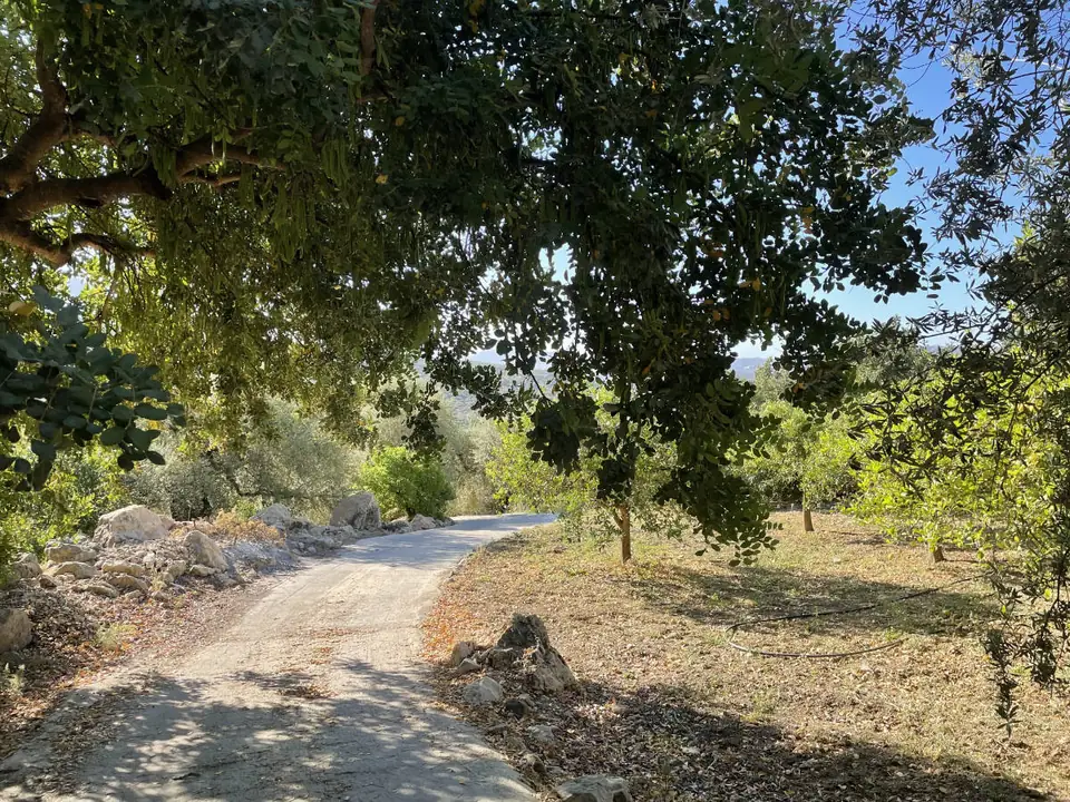 Camino de tierra entre olivos y árboles en el campo de Mondrón