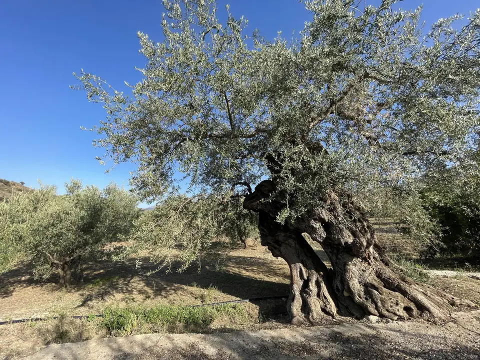 Olivo centenario de tronco nudoso en un olivar de Mondrón