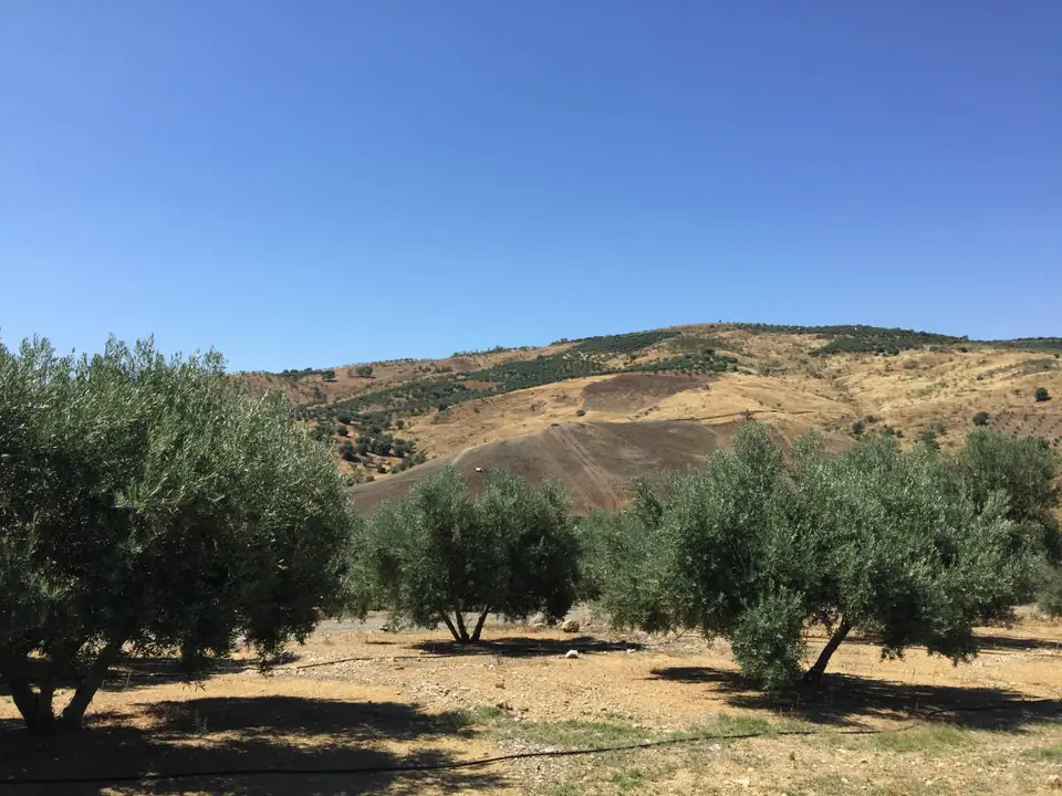 Olivar tradicional bajo cielo azul en las lomas de Mondrón