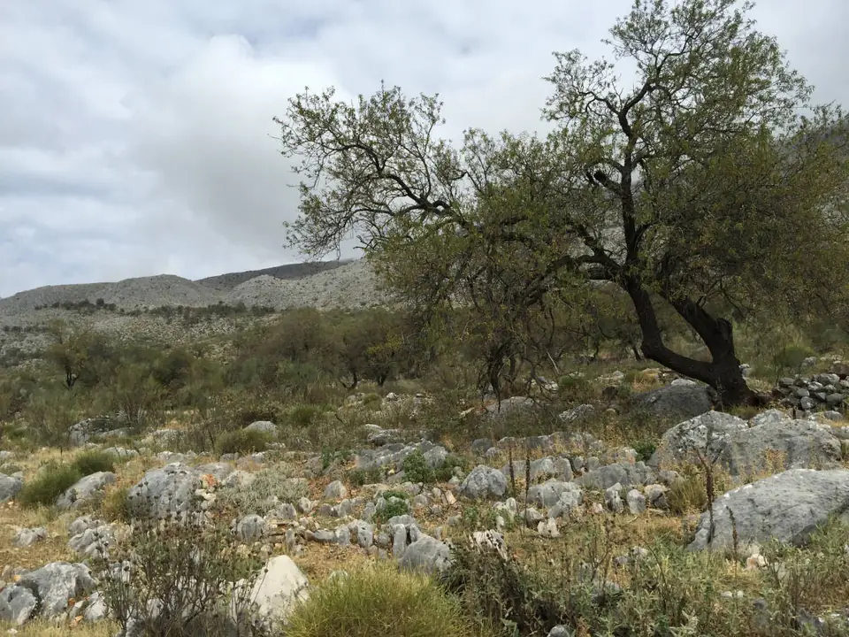 Olivo solitario entre rocas y matorral al pie de la sierra
