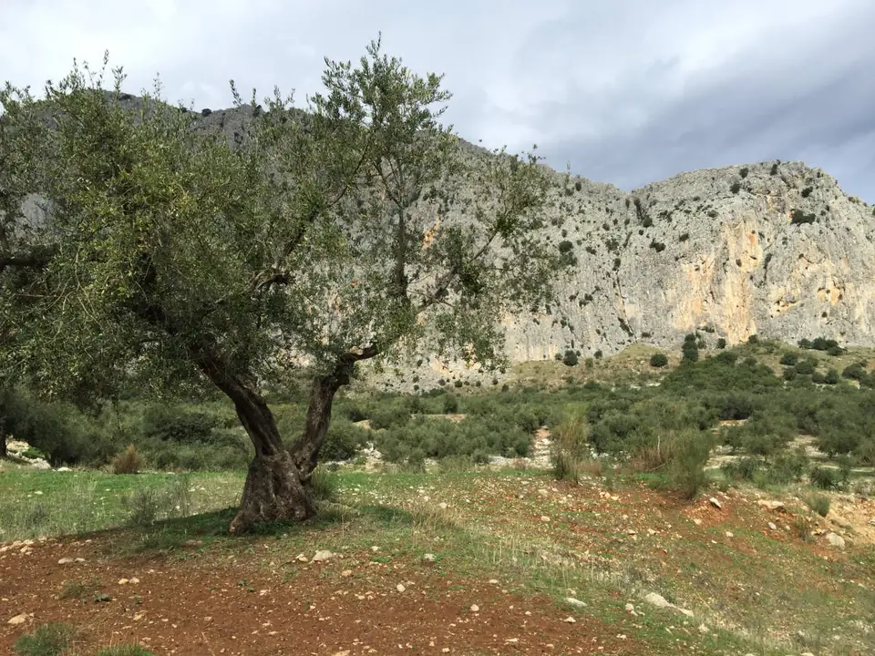 Olivo frente a los tajos calizos de la Sierra de Vilo