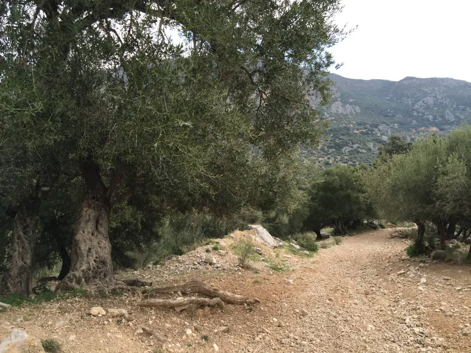 Sendero junto a un olivo grande con la sierra al fondo