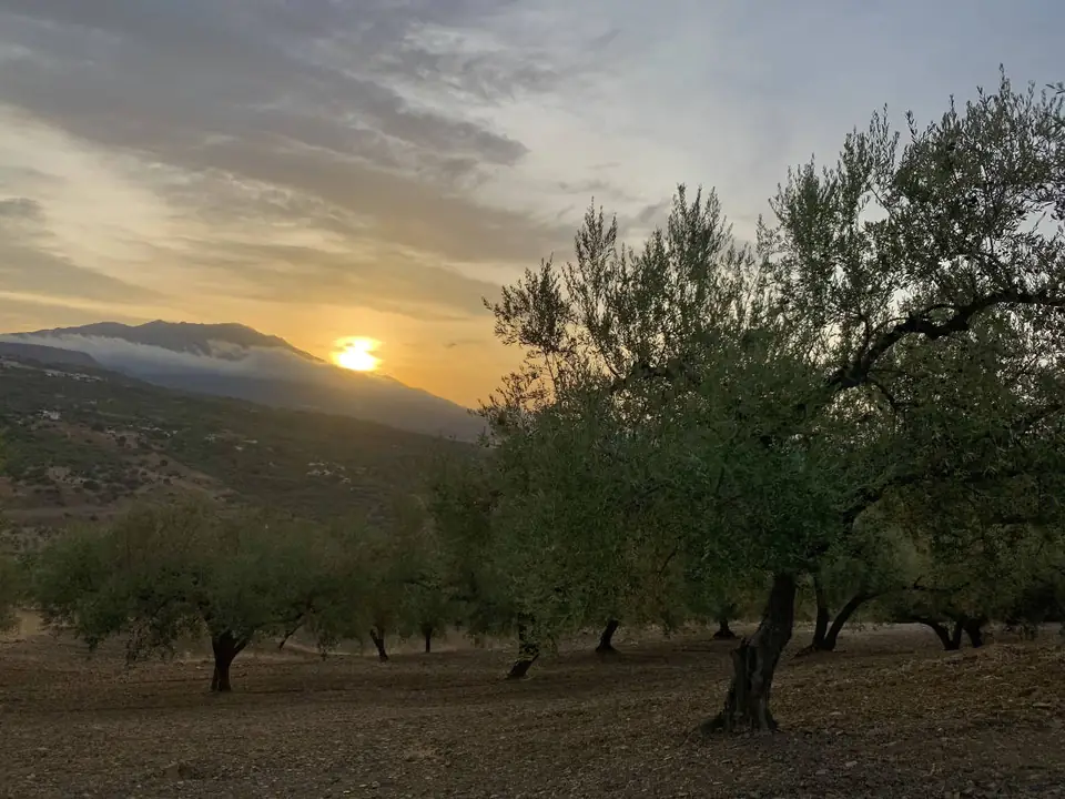 Atardecer entre olivos en Mondrón con el sol tras la sierra