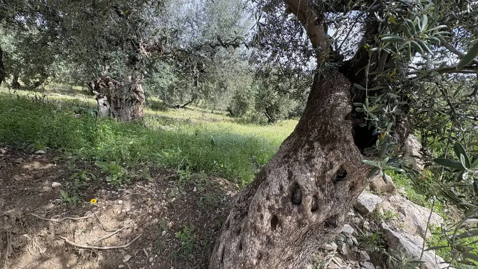 Tronco de olivo milenario entre la hierba en primavera