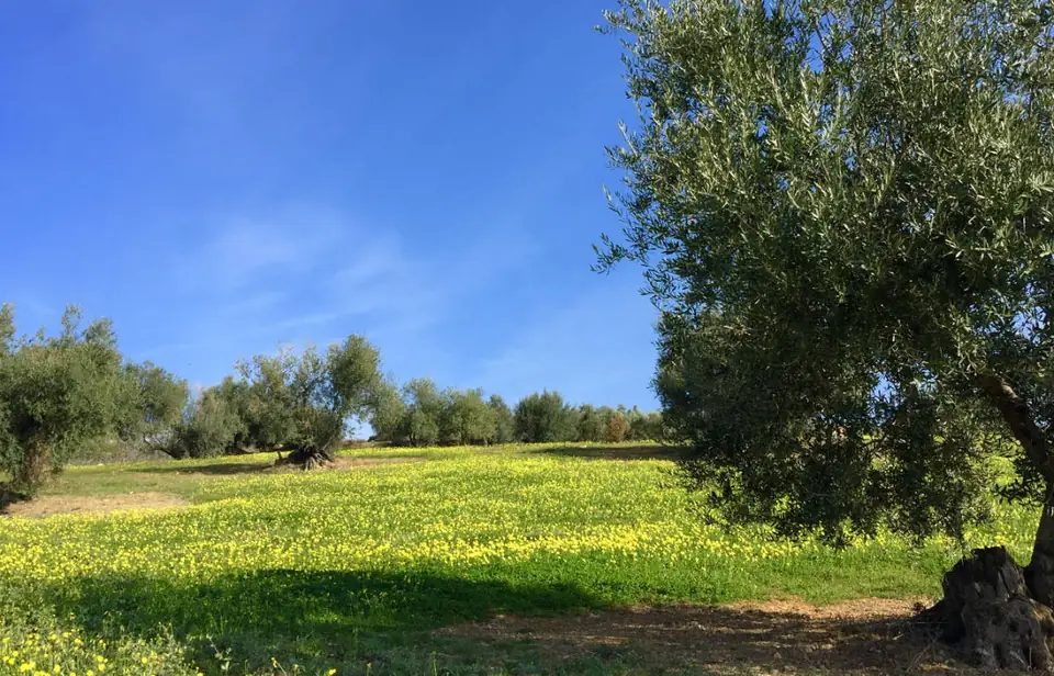 Prado verde con flores amarillas y olivos bajo cielo azul