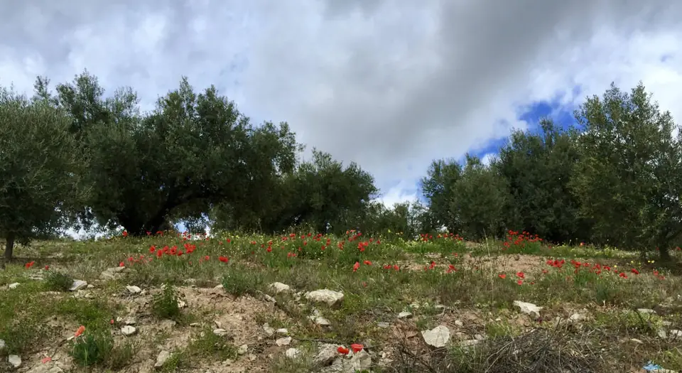 Amapolas rojas entre olivos bajo un cielo de nubes