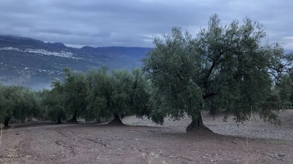 Olivo grande en primer plano con el valle y las sierras de la Axarquía al fondo