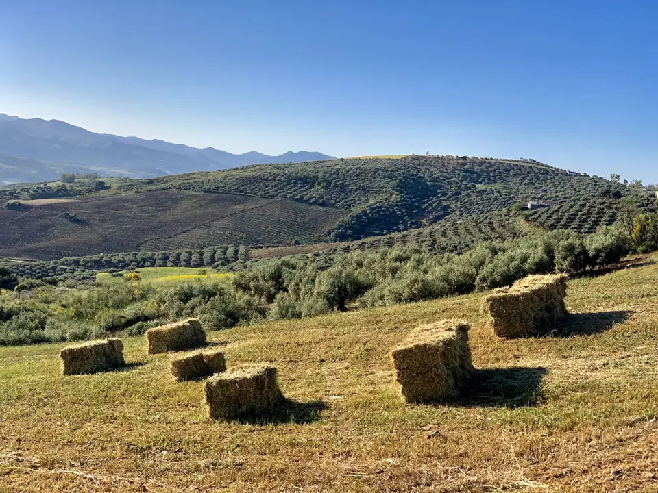 Pacas de heno en un campo segado con olivares y sierras detrás