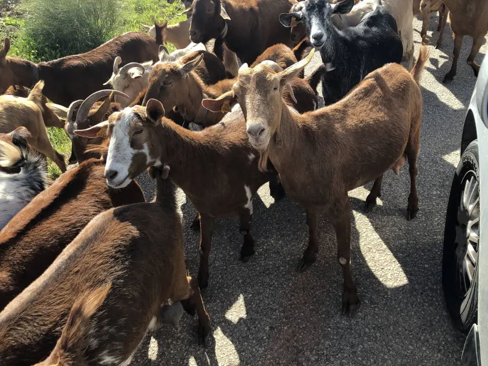 Rebaño de cabras en una calle de Mondrón