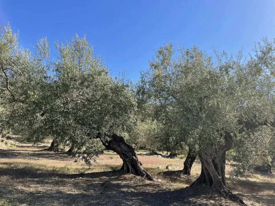 Olivos centenarios en un olivar de Mondrón a pleno sol